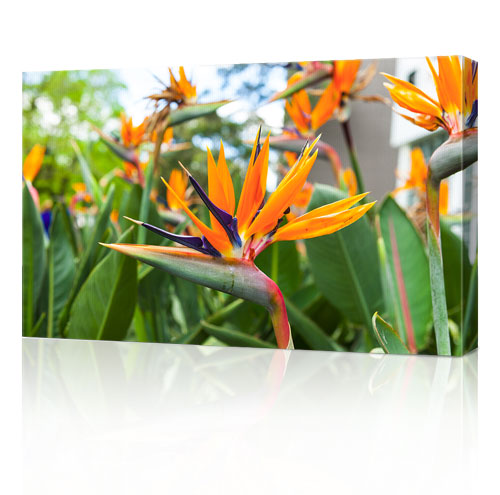 30x20" (76x50cm)  Canvas Prints